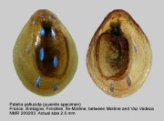 Patella pellucida